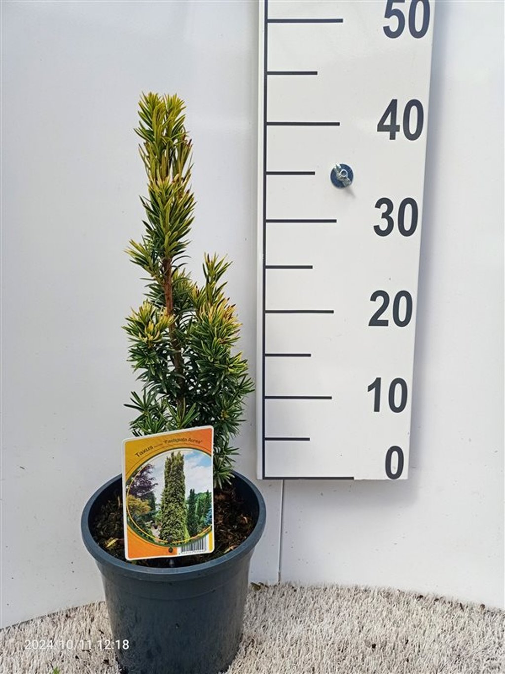 Taxus b. 'Fastigiata Aurea' - C3 30-40 CM